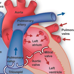 <p>artery from heart to lungs</p>