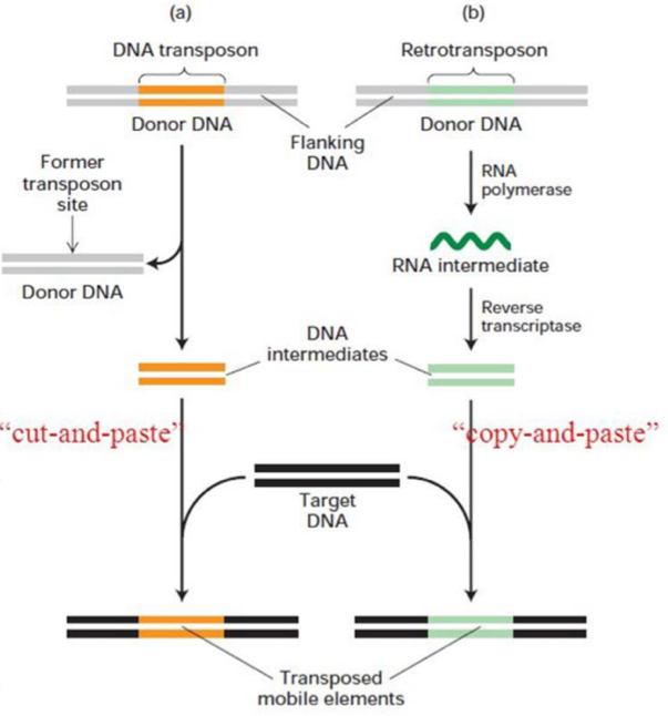 <p>→’jumping genes’→ try to make more of themselves</p><ul><li><p>can replicate and insert into other parts of the genome</p></li><li><p>Discovered by Barbara McClintock</p></li></ul><p>Two types:</p><ul><li><p>reterotransponsons = transpose via mRNA, most mobile elements in eukaryotes</p></li><li><p>DNA Transponsons = no intermediate, ‘cut and paste’, most mobile elements in bacteria</p></li></ul><p></p>