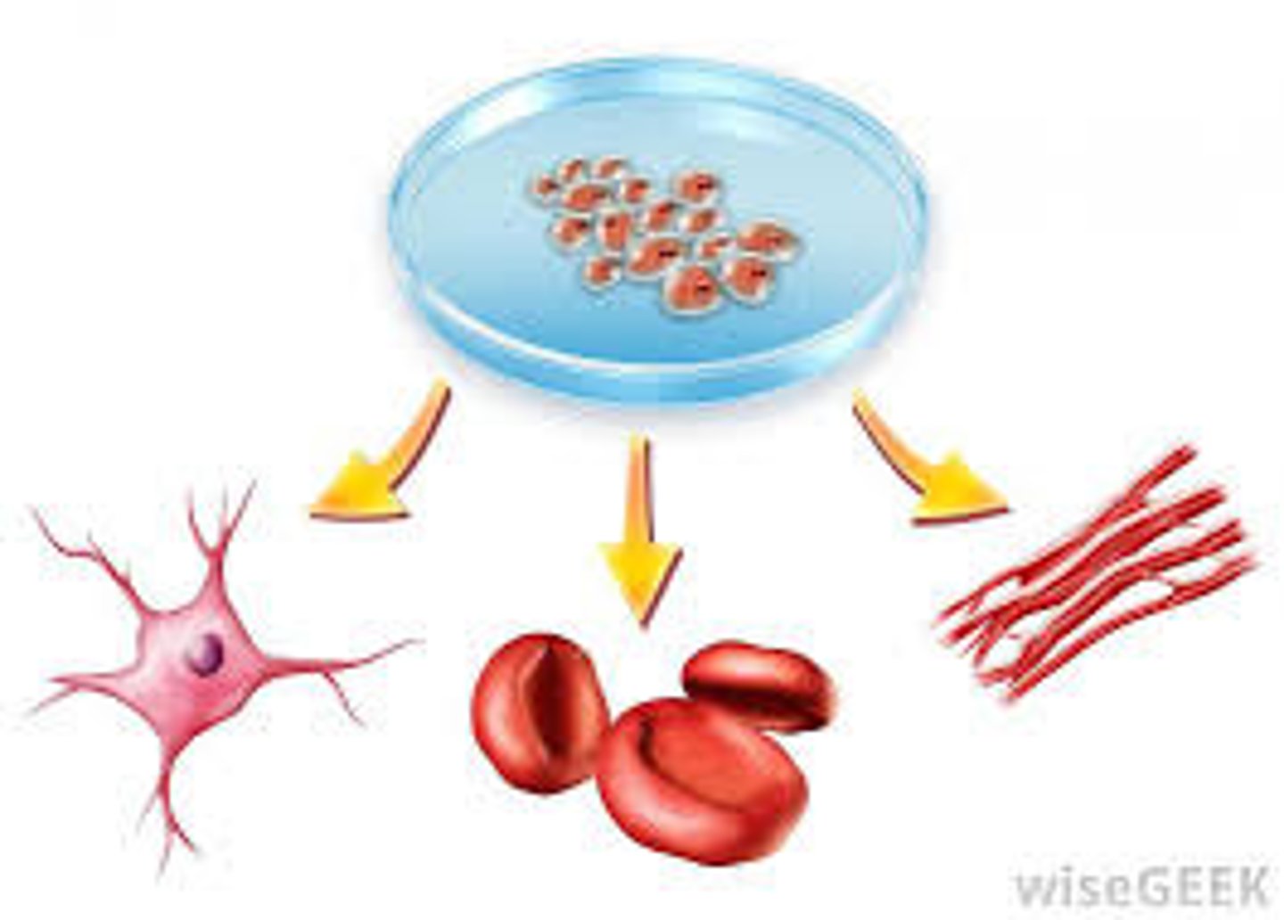 <p>What is the order in which a cell differentiates? </p>