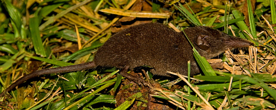 <p>Vic Falls, Chobe NP, Okavango Delta, Bagani, Kruger NP</p>