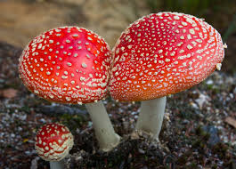 <p>Fungi</p>