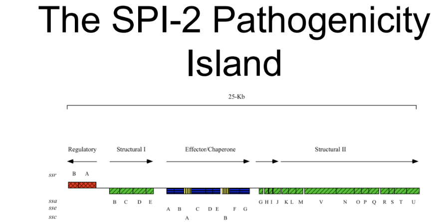 <p><strong>Ir is a key regulatory gene</strong> (part os ssrAB TCRS)&nbsp;<strong>essential for the </strong><span style="color: blue;"><strong>SPI-2 pathogenicity island,</strong></span><strong> which is crucial for macrophage survival.</strong></p><p><strong><em>• Thus relaxation of supercoiling</em></strong> (TopA) <strong><mark data-color="green" style="background-color: green; color: inherit;">turns on ssrA</mark></strong></p><p><strong><mark data-color="green" style="background-color: green; color: inherit;">which in turn induces SPI-2</mark></strong></p>