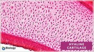 <p>Has a clear, glassy, matrix; chondrocytes located in lacunae, and elastic fibers </p>