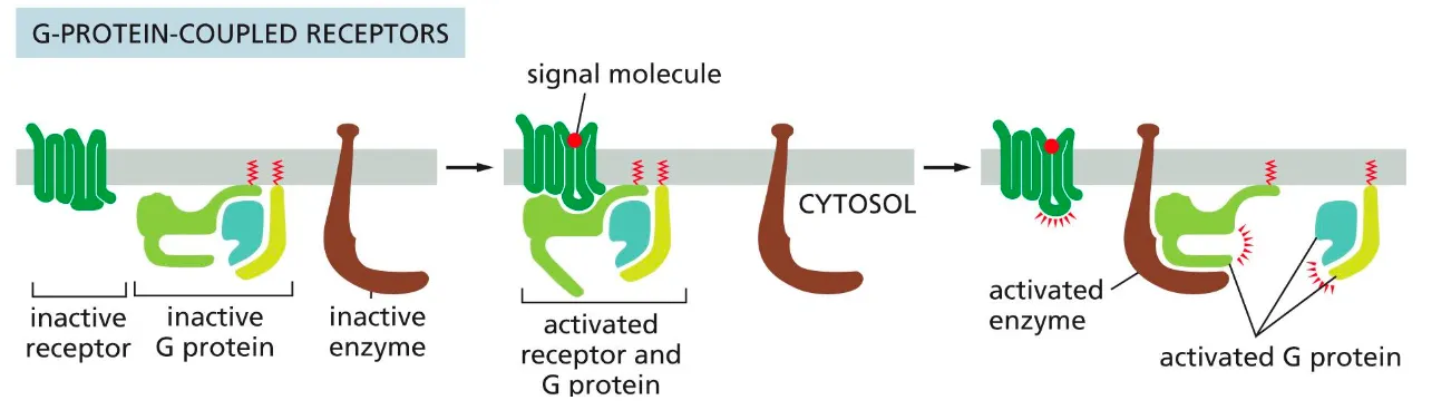 <ul><li><p><span><span>These receptors activate membrane-bound GTP binding proteins, which then activate or inhibit an enzyme or ion channel in the membrane, which initiates the cascade of events of intracellular signals).</span></span></p></li></ul><img src="https://knowt-user-attachments.s3.amazonaws.com/2dafdc18-113f-4c6a-a3fc-04e9d58c3cbf.png" data-width="25%" data-align="center"><p></p>