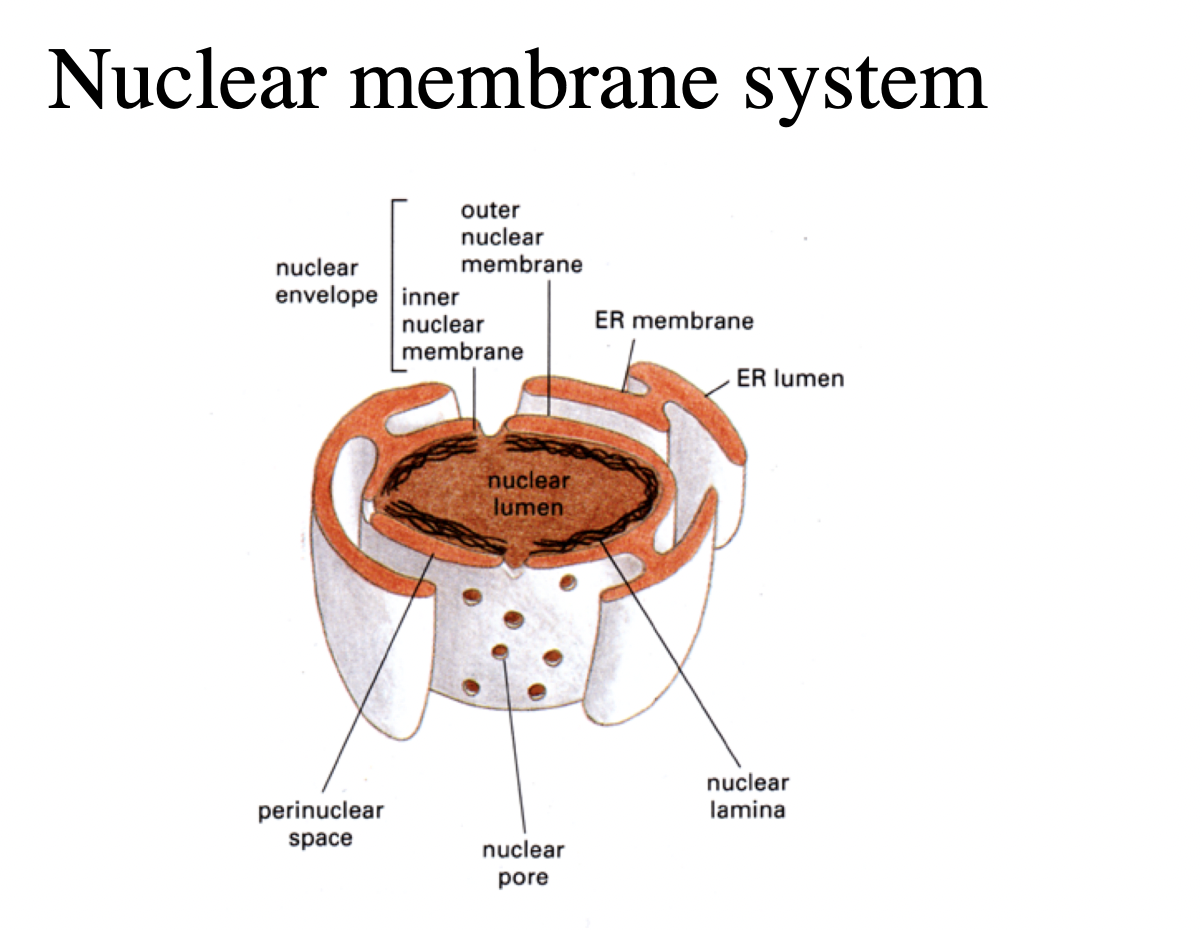<p>Direct contact to</p><ol><li><p>chromatin</p></li><li><p>inner nuclear membrane</p></li></ol><p></p>