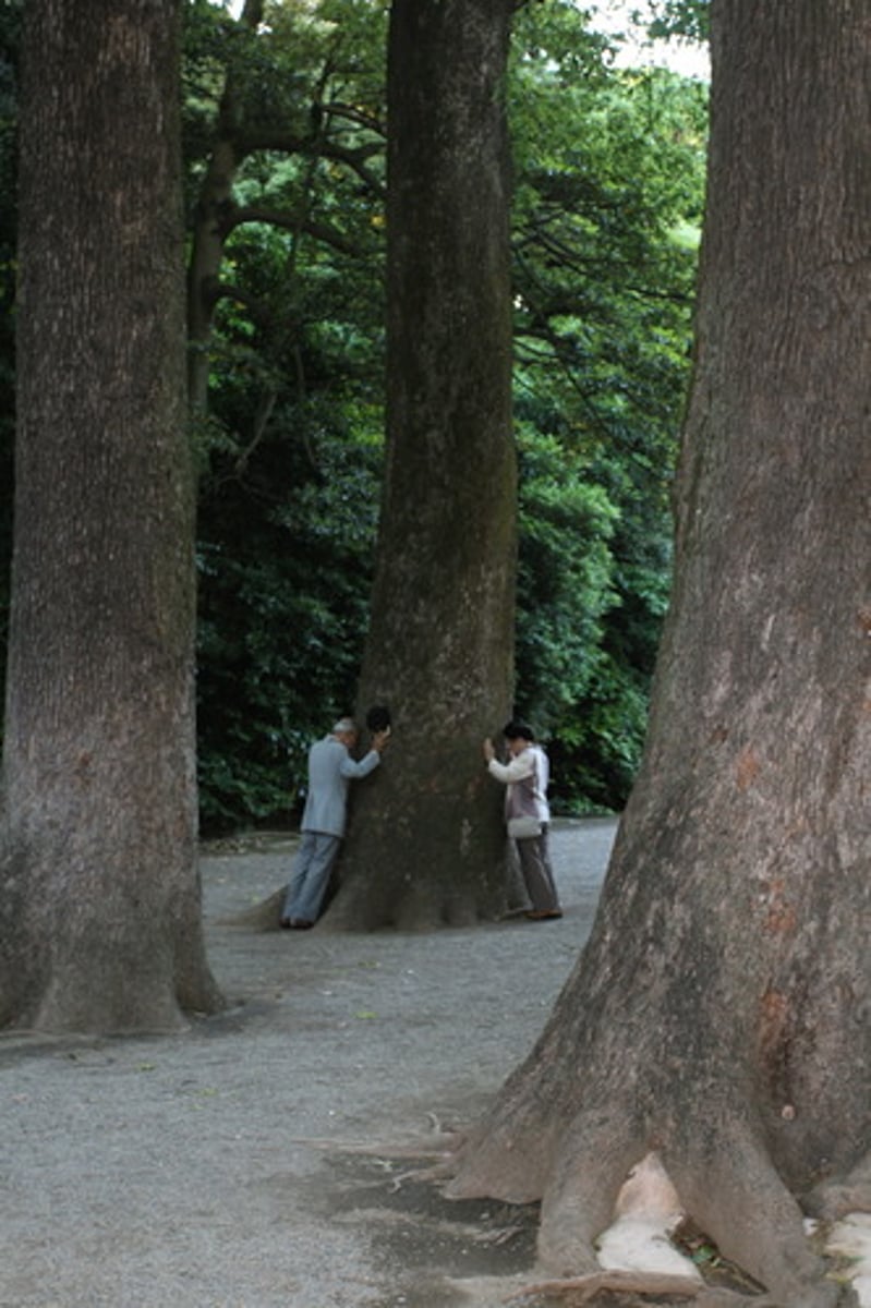 <p>"Way of the Kami"; Japanese worship of nature spirits</p>
