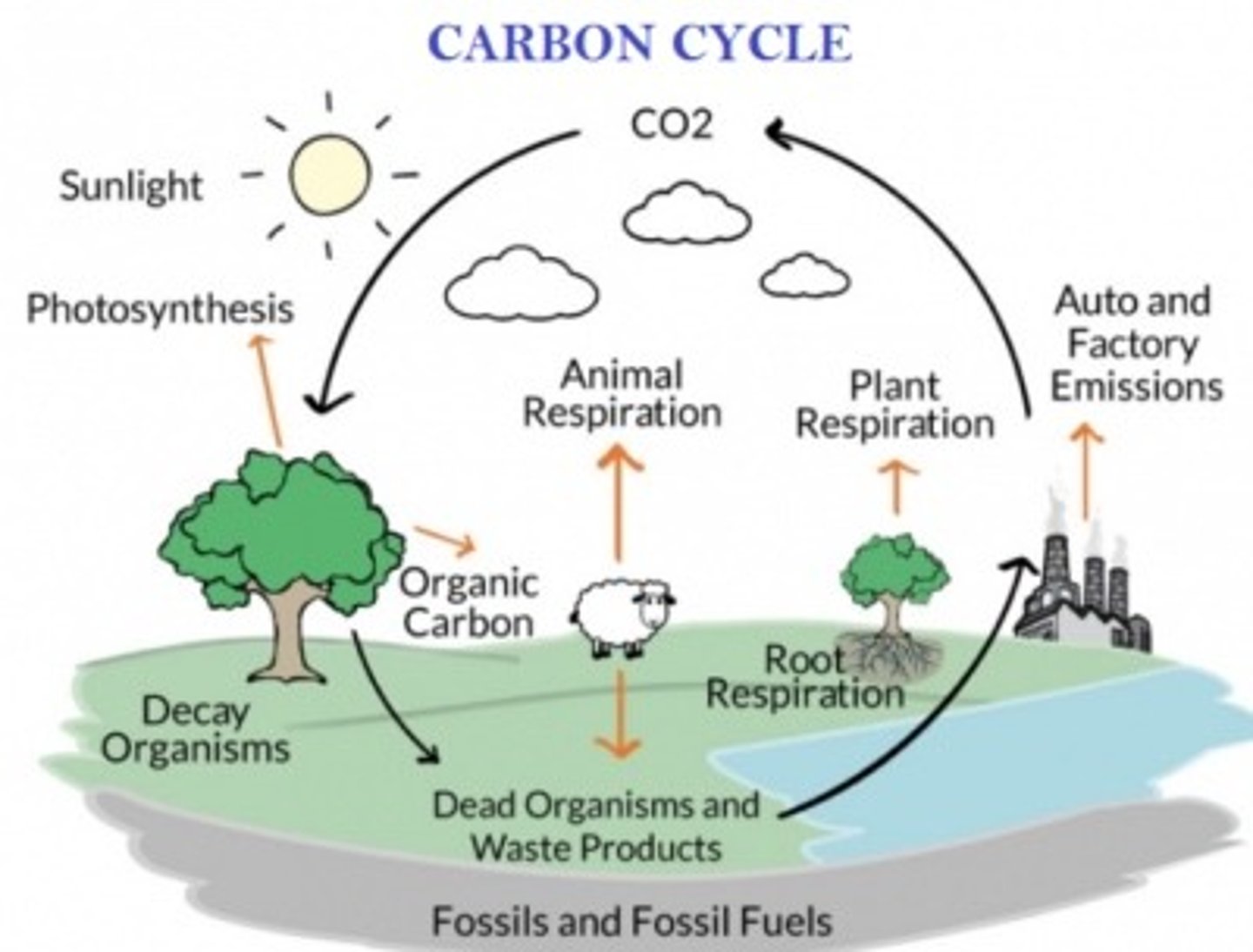 <p>Regulates Earth's temperature, supports life, and balances carbon between the atmosphere, oceans, and biosphere.</p>