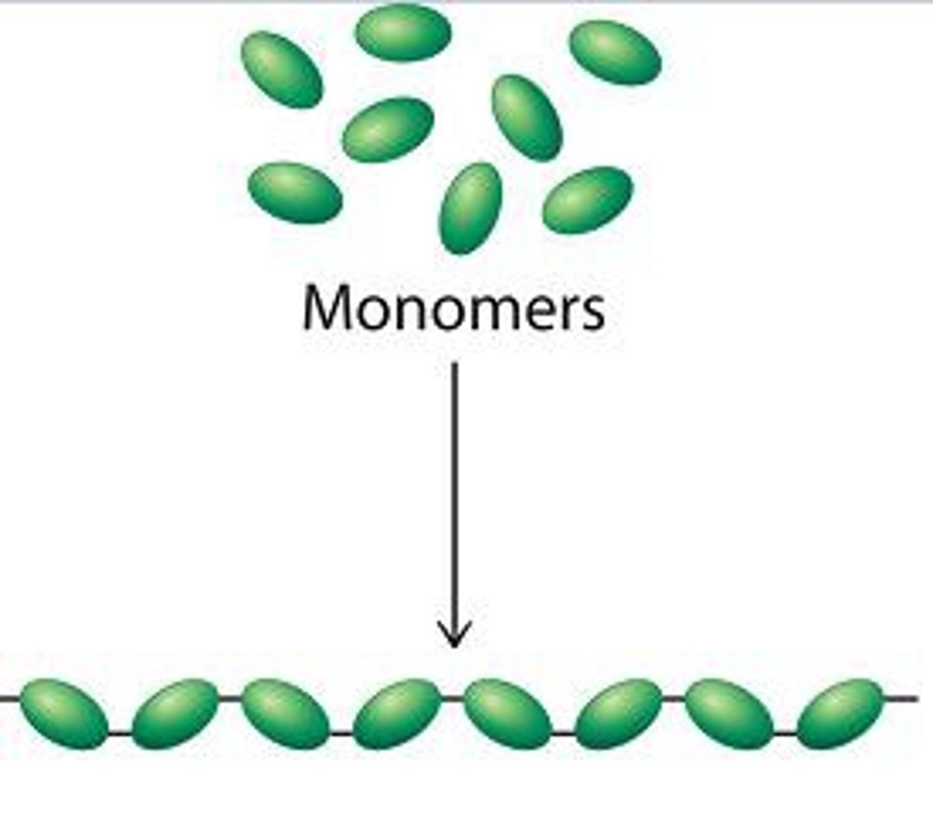 <p>large molecules of repeating monomers (small molecules) e.g. proteins (amino acids are the monomers)</p>
