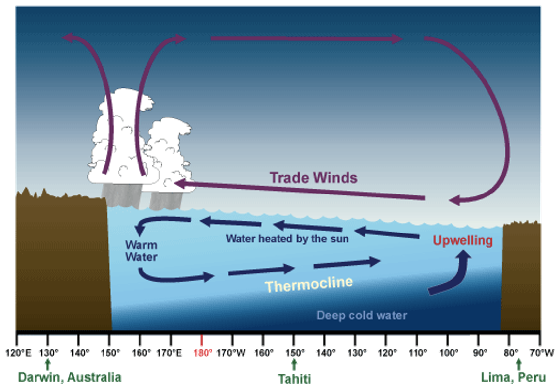 <p>trade winds blowing from the east to the west along the equator</p><p>upwelling of cold, nutrient rich water from deeper levels off the northwest coast of South America</p><p>sea surface temperature is about 8°C higher in the Western Pacific than the waters off South America</p>