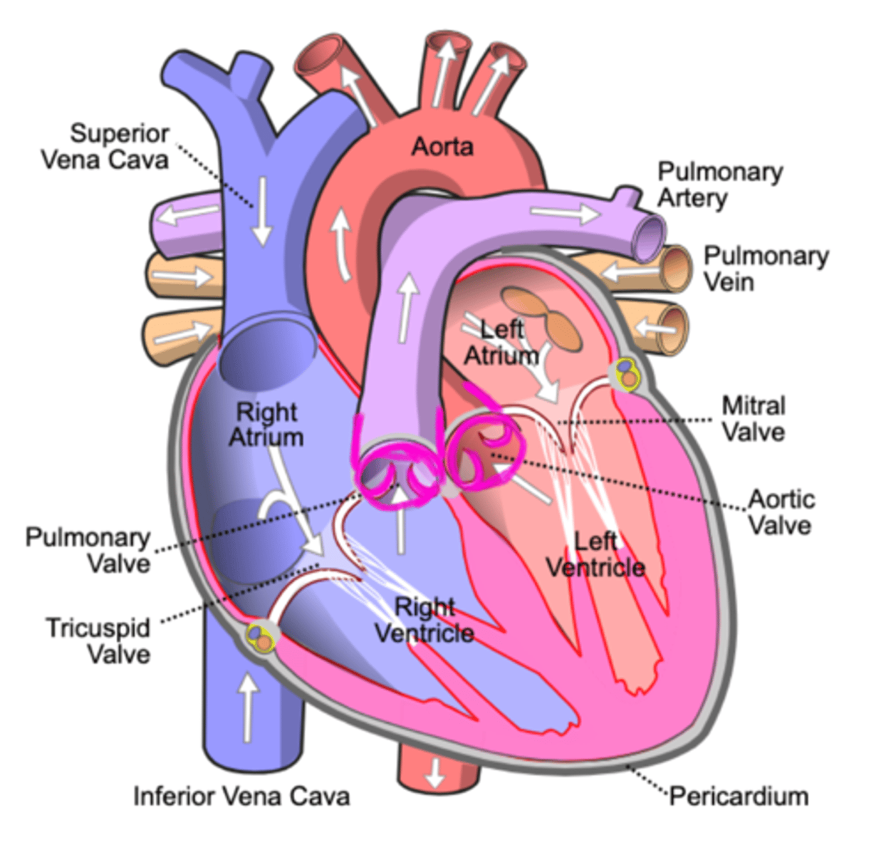 <p>dub; semilunar valves close</p>