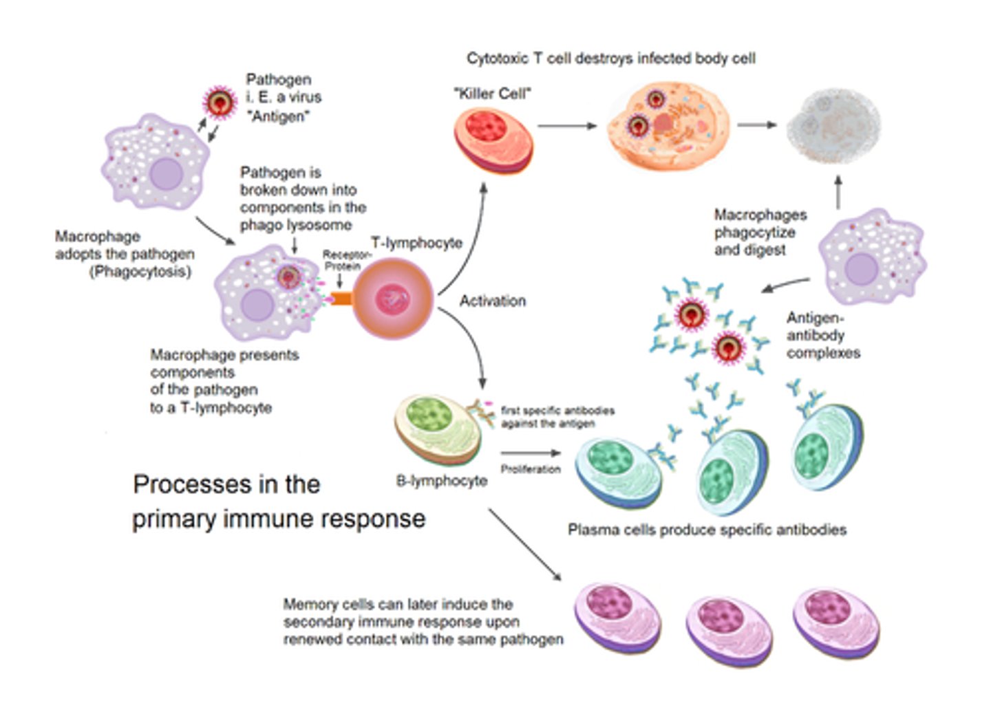 <p><strong><span style="text-decoration:underline">Specific immune response</span></strong></p><p></p><p><strong>Antigen specific</strong>, responds to one type of pathogen only.</p><p>This response relies on lymphocytes produced in the bone marrow.</p><p></p><p><strong>cellular immunity</strong> means being able to respond to cancerous/infected cells</p><p></p><p><strong>humoral immunity</strong> means circulating antibodies in the blood/lymph in response to toxins/pathogens</p><p></p><p><span style="text-decoration:underline">T cells= cellular immunity (but t-helper involved in humoral)</span></p><p>Mature in the <strong>T</strong>hymus.</p><p>T-Lymphocytes only respond to antigens that are attached to a body cell. </p><p></p><p><span style="text-decoration:underline">Inactive T cells:</span></p><p>•have receptors</p><p>•these bind to a specific antigen, causing it to be activated, and differentiate into <strong>T killer </strong>or <strong>T helper cells</strong> </p><p></p><p><strong><span style="text-decoration:underline">T helper cell</span></strong></p><p>1) when it binds to a complementary cell, it rapidly divides</p><p>Releases cytokines: </p><p>--&gt;involved in activation of B cells</p><p>---&gt;stimulates clonal expansion of T killer cells</p><p>---&gt;makes macrophage APCs more efficient</p><p></p><p>It also helps mark pathogens for phagocytosis</p><p></p><p><strong><span style="text-decoration:underline">T killer:</span></strong></p><p>1) binds to <em>infected cells/cancerous</em> cells' antigens</p><p>2) once it binds, it instructs the cell to self-destruct</p><p>3) It is stimulated by complementary T helper cells</p><p>4) it multiplies rapidly to form clones: </p><p>active T killer cells or T memory cells</p><p></p><p><strong><span style="text-decoration:underline">T memory:</span></strong></p><p>•remains in the body to ensure faster secondary response if antigen is encountered again</p><p></p><p></p><p><strong><span style="text-decoration:underline">B cells= humoral immunity</span></strong> </p><p>•mature in the <strong>B</strong>one marrow</p><p>•involved in helping circulating antibodies in blood/lymph</p><p>•responds to pathogens/toxins</p><p>•binds to antigen, engulfs the antigen, becomes an APC</p><p></p><p>Differentiates into:</p><p><strong>B Effector cells: </strong>differentiates further into plasma cells that produce antibodies</p><p><strong>B Memory cells: </strong>remains in the body for a faster secondary response. </p><p></p><p></p>