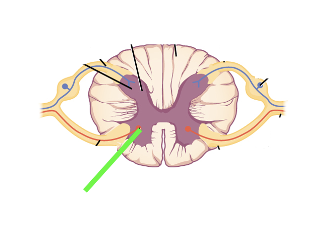 <p>what spinal cord area is this?</p>