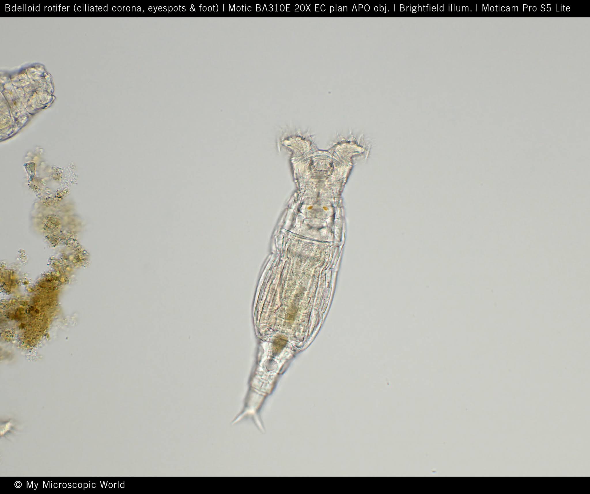 <p>identify the organism</p>