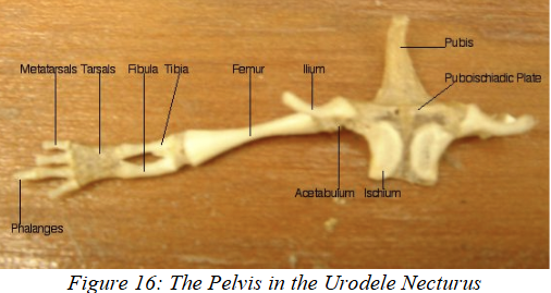 <p>holds head of femur and articulates w pubis</p><ul><li><p>joint cavity where illium, ischium, and pubis grow together</p></li></ul><p></p>