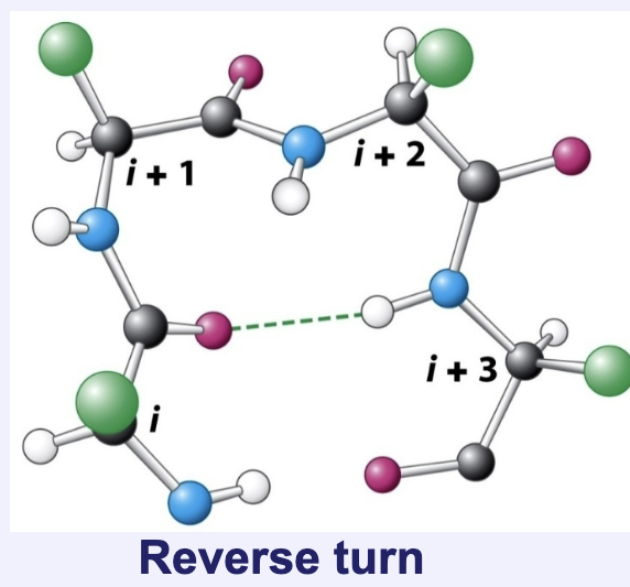 <p>Four amino acid motif with high amounts of proline and glycine to accommodate extreme ψ and φ angles necessary for a turn</p>