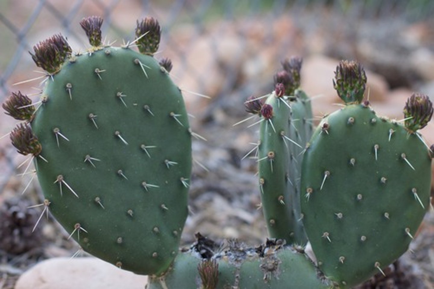 <p>Spines, flattened stem for storage</p><p>ex. nopal</p>