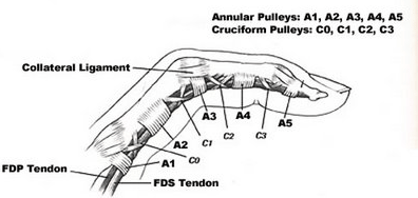 <p>found on the flexor side to prevent bowstringing and consist of A1, A2, A3, and A4 and C1, C2, C3, and C4.</p><p>Fingers: 5 annular (A1-A5) and 3 cruciate</p><p>- Annular are much stronger than cruciate</p><p>- A2 pulley is the strongest</p><p>Thumb: 2 annular (A1, A2) and 1 oblique</p><p>- A1 located at MCP joint</p><p>- Oblique located in the middle of the proximal phalanx: most critical against bowstringing</p>