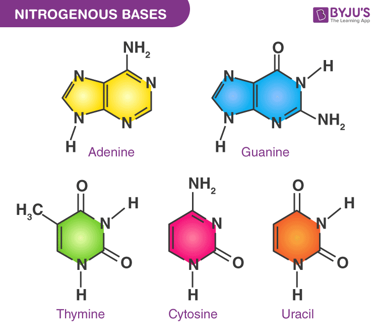 <p>d. N-7 Guanine &gt; N-3 Adenine &gt; N-7 Adenine &gt; N-3 Guanine &gt; N-1 Adenine &gt; N-1 Cytosine</p><ul><li><p>which atoms are best positioned and most reactive to attack the aziridinium ion that is formed</p></li></ul><ul><li><p><strong>GAAGAC (7,3,7,3,1,1)</strong></p></li></ul><p></p>