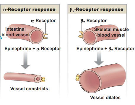 <p>Give an example of a ligand that has more than one receptor.</p>