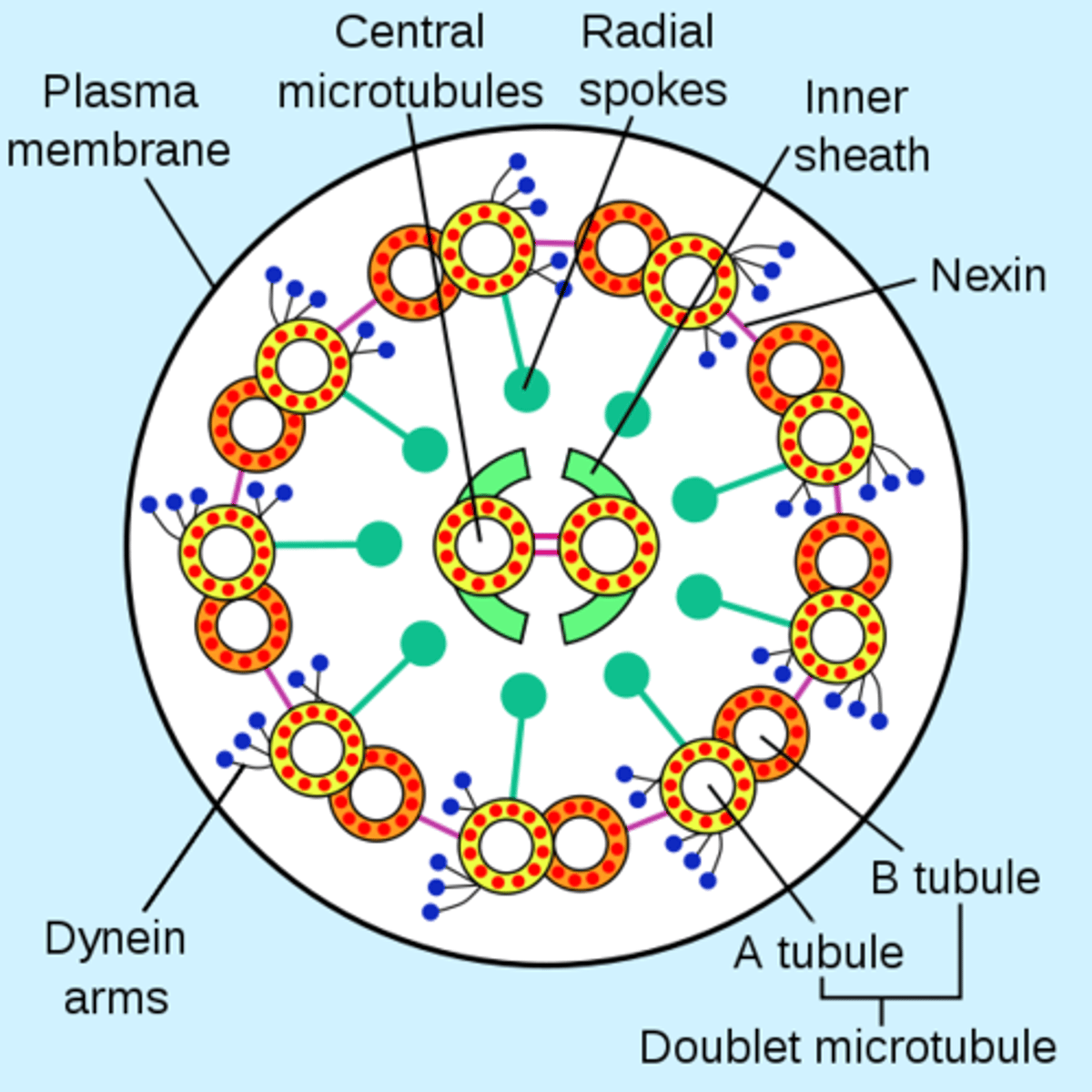 <p>9+2 configuration</p><p>9 microtubule doublets in a circle with a pair of microtubule singlets in the middle</p><p>- nexin links the doublets</p><p>- dynein holds the doublets in a circle position</p>