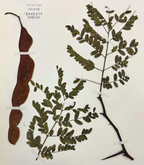 <p>Family + Genus</p>