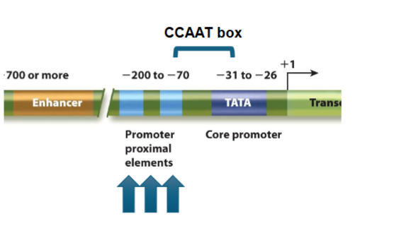 <p>may be present individually or in “sets”</p><p>upstream elements:</p><ol><li><p>GC boxes: GC rich stretch, orientation independent (can be flipped 180 degrees) but must be close to TATA box - 20-50 bp upstream of start site, usually in housekeeping genes</p><ol><li><p>could be a part of TATA-less promoter and transcription could be initiated at any one of multiple possible sites over 20-200 bp resulting in mRNAs with multiple alternative 5’ ends (UTRs_</p></li></ol></li><li><p>CCAAT boxes: enhancer element 30-75 bp upstream with CTF (CCAAT transcription factor)</p><ol><li><p>no prok. equivalent; may be necessary in euks.</p></li></ol></li><li><p>promoter-proximal elements: control regions 100-200 bp upstream from start site with various numbers of sequences and effects</p><ol><li><p>cell type specific - specific set of elements dictates expression</p></li><li><p>identified through 5’ deletion series</p></li></ol></li></ol><p></p>