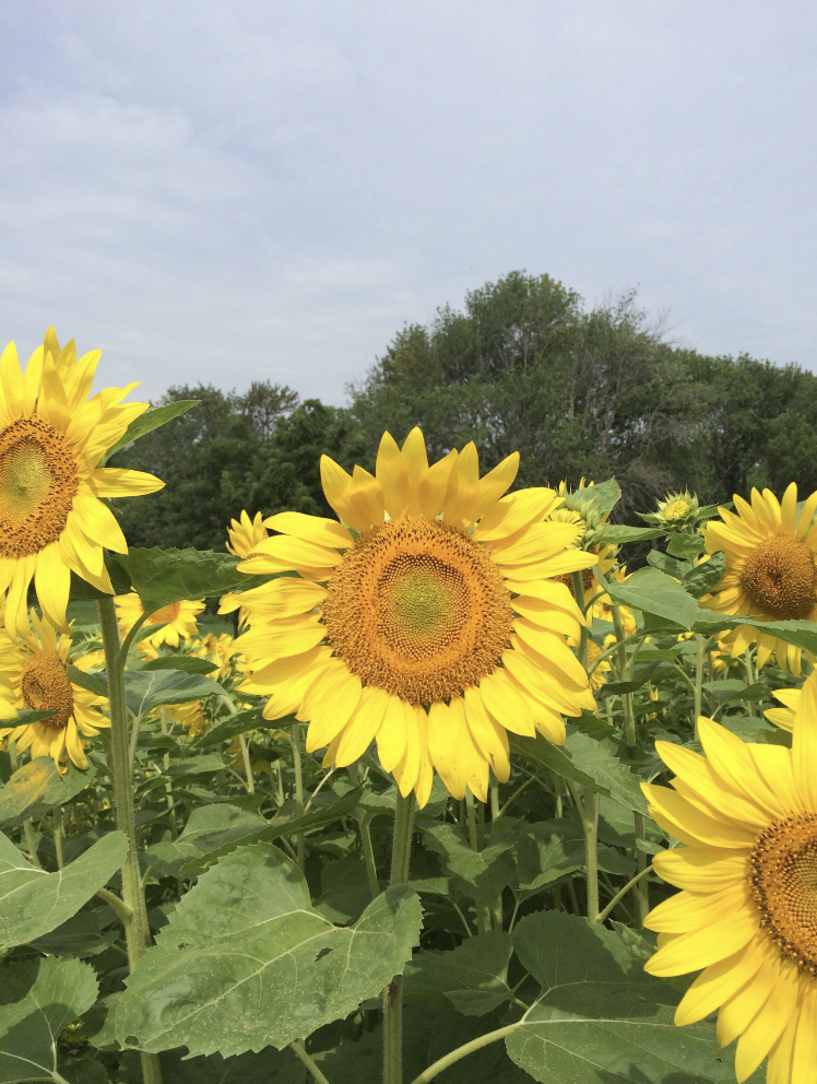 <p>Tall summer annual with large, showy blooms that attract birds and bees from July to August.</p>