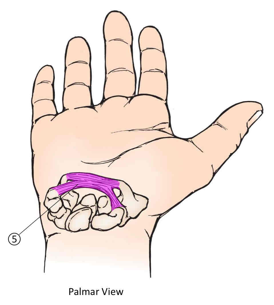 <p>Carpal Tunnel</p>