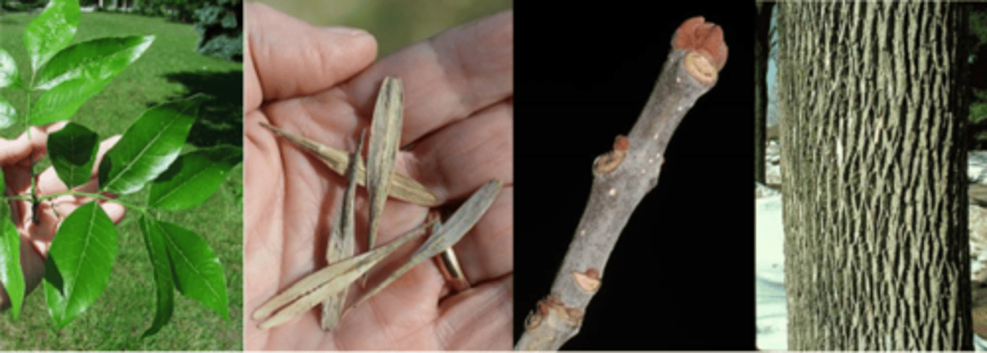 <p>Leaves: opposite, pinnately compound w/ 7 lanceolate leaflets. Grooved rachis (much more so than white ash). Has attractive yellow fall color. </p><p>Twigs: slender to moderately stout. Gray to greenish brown, dark brown, upper leaf scar is straight across with slight notch for lateral bud. </p><p>Buds: terminal buds conical to ovate, rusty brown, pubescent; lateral buds reniform to triangular </p><p>Fruit: dioecious! Fruit a samara, seeds narrow, sharply pointed (compared to white ash), wing extends to more than halfway down, alongside seed. </p><p>Bark: Mature bark has small interlacing diamond patterns, usually repeating every inch. Inner bark is tan colored. </p><p>Form/Silvics: Mature size: 50-60' tall, 20" dbh. A large statured species found on wet-moist sites throughout the Midwest. Has a very large natural range upright, w/ an upright, spreading habit when mature.</p>