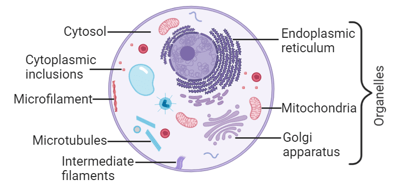 <p>Organelles, cytoskeleton, inclusions, cytosol</p>