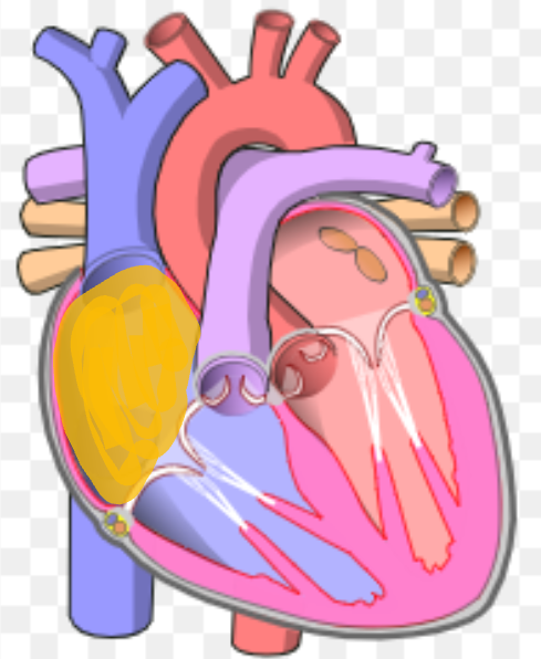 <p>What is the name the highlighted portion of the heart?</p>
