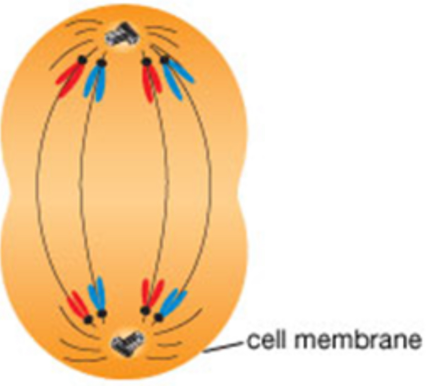 <p>Late anaphase </p>