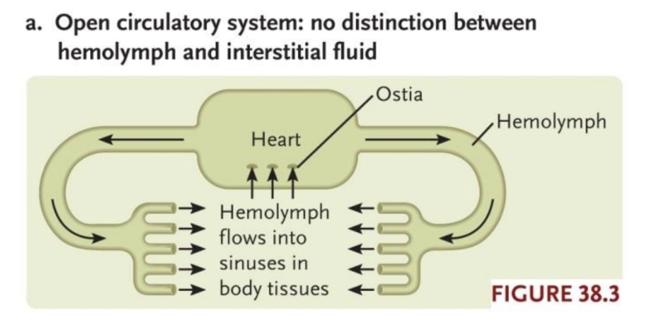 <ul><li><p>Low pressure, slow, suitable for taxa with slow metabolic rates</p></li><li><p>Hemolymph: Transport fluid in open circulatory system, comes into direct contact with tissues (extracellular fluid pool)</p></li></ul><p></p>