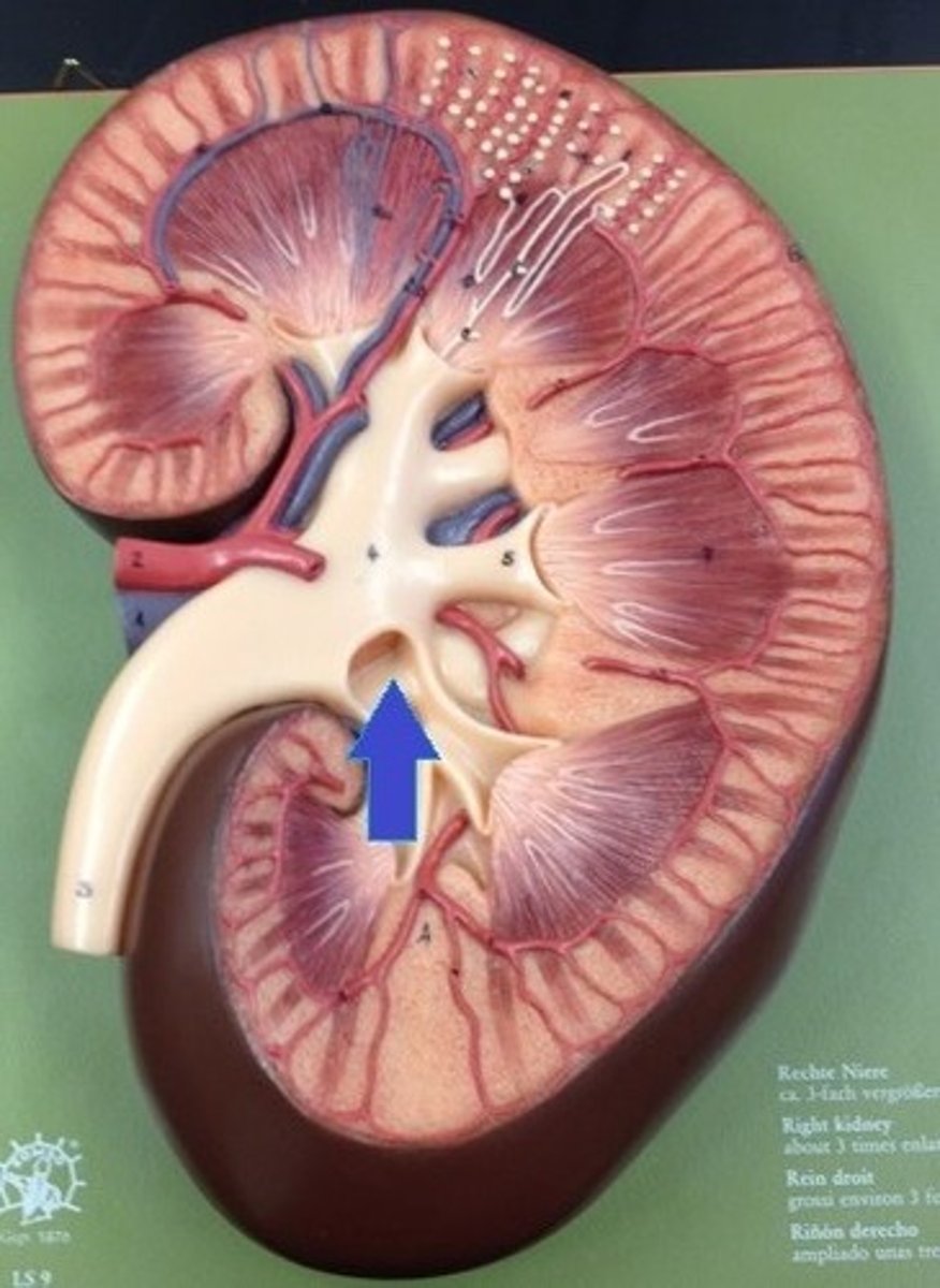 <p>central collecting region in the kidney</p>