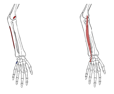 <p>What is the insertion for extensor carpi ulnaris? </p>