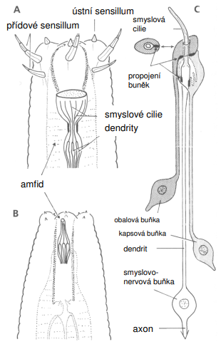 <p>Smyslové orgány přídy (hlavy): rozdíl podle tříd</p>