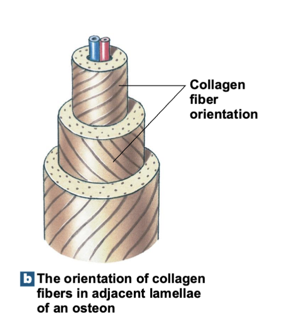 <p>They are oriented in different directions.</p>