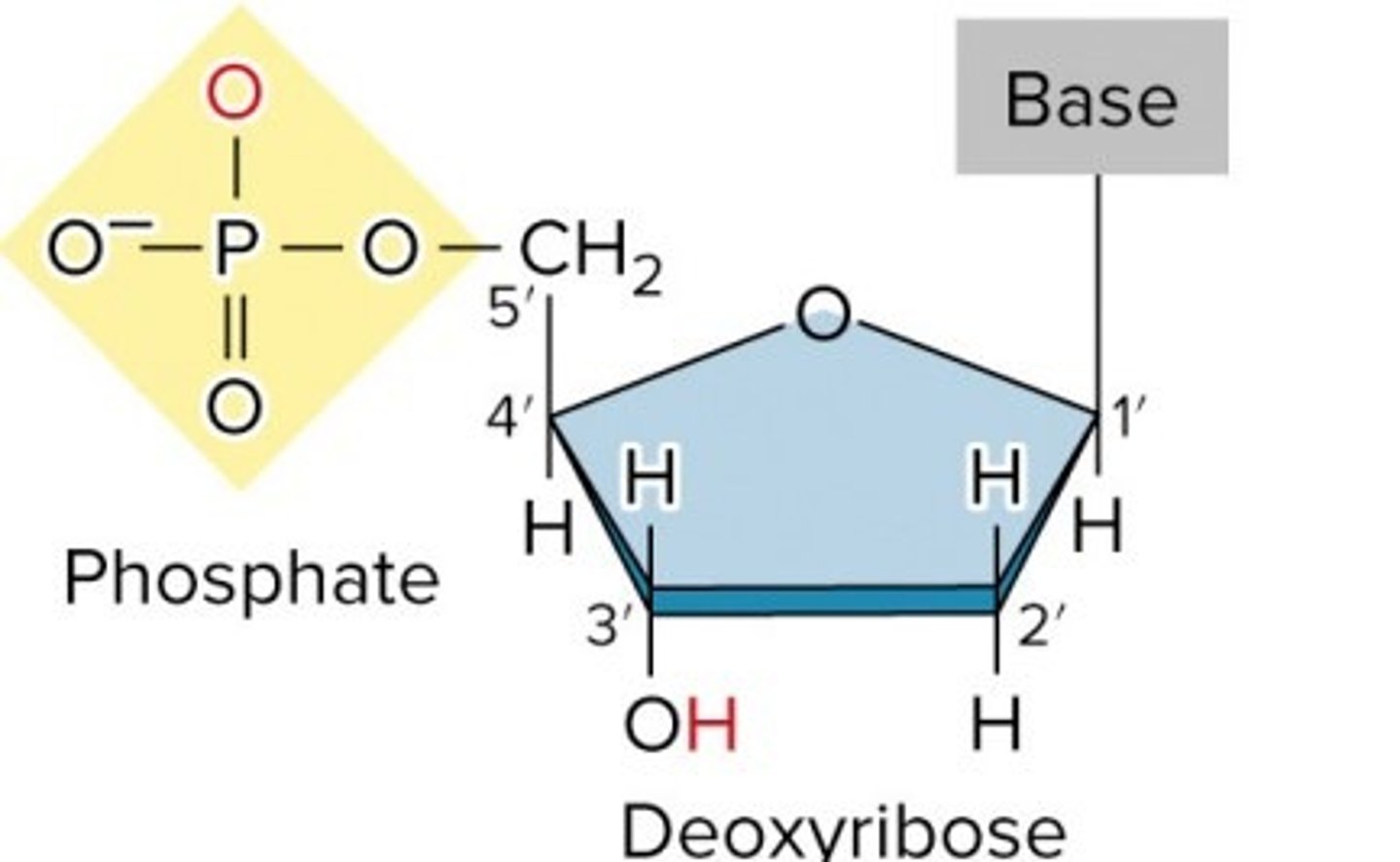 <p>deoxyribose sugar, phosphate group, nitrogenous base</p>