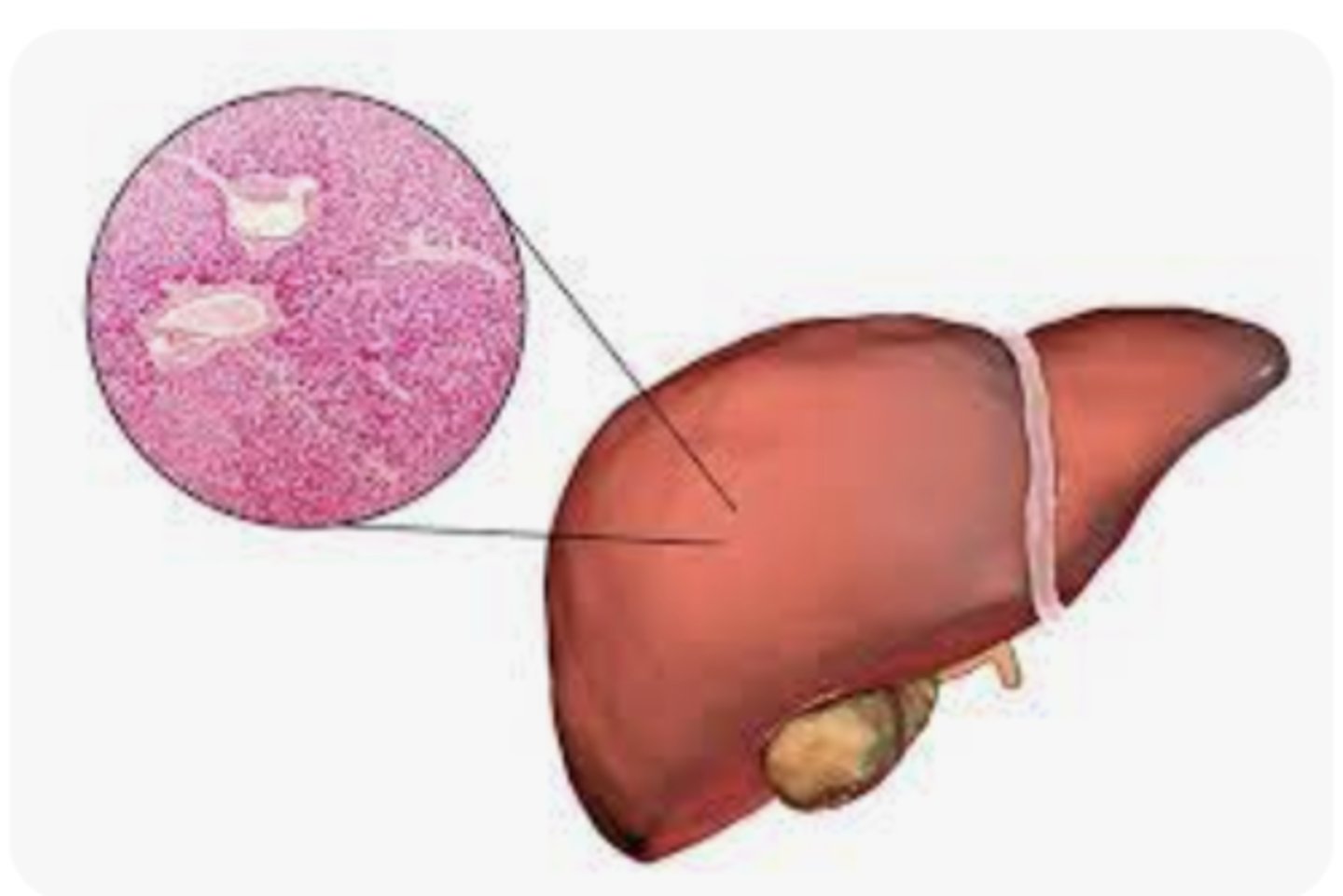 <p>Inhibits liver enzyme (HMG CoA Reductase) that forms cholesterol;</p>