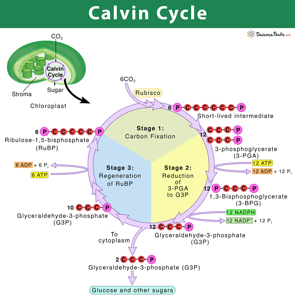 process of calvin cycle