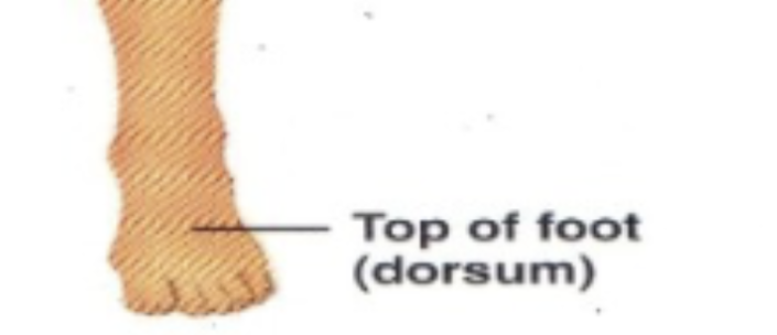 <p>Top of foot</p>