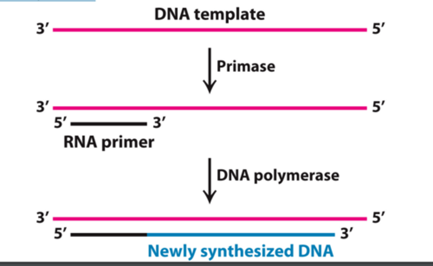 <p>primase end of alpha DNA polymerase adds 10 RNA bases in primase pocket, then the DNA polymerase end builds off that and adds 20-30 DNA bases</p>