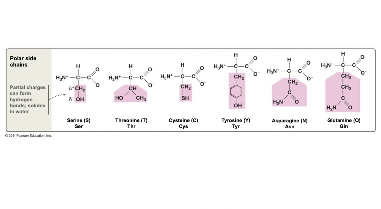 <ul><li><p>Can have a hydroxyl group, or the groups with partial charges</p></li><li><p>H-bonds can be formed, thus hydrophilic</p></li></ul>