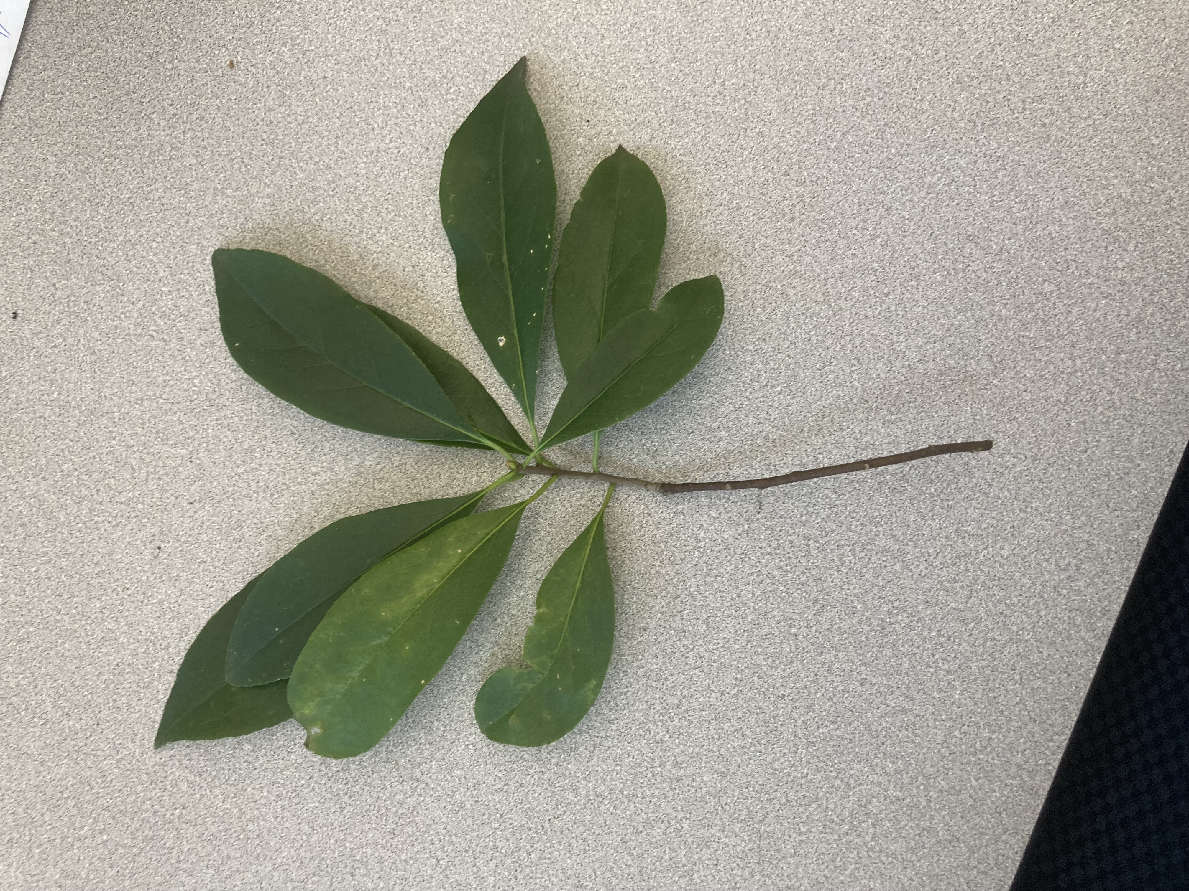 <p>What is this plant?</p>