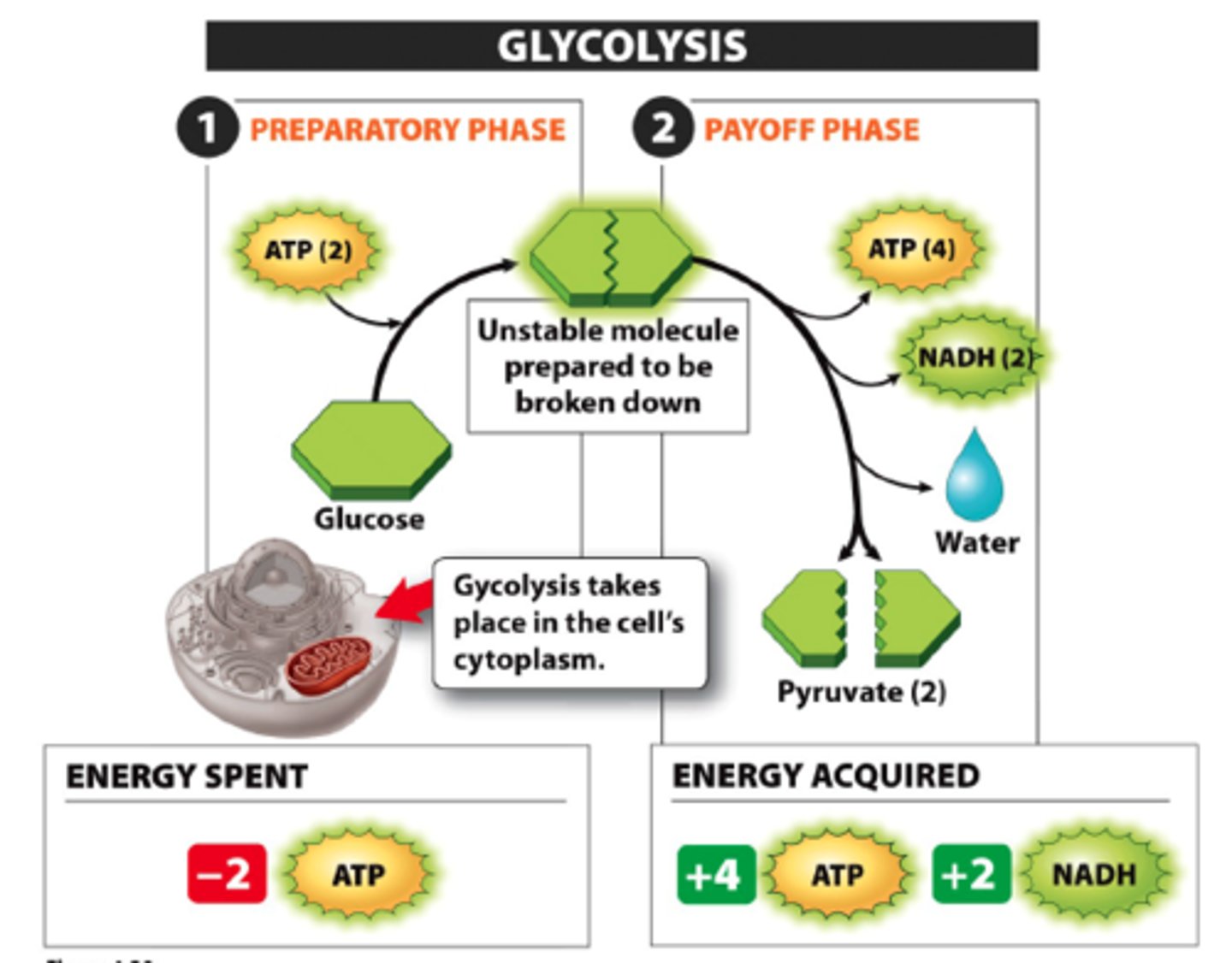 <p>the breakdown of glucose by enzymes, releasing energy and pyruvic acid.</p>