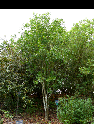 <p>Blolly</p><p>Very tall and very thin, often one of the tallest and skinniest trees. Often has ants on the tree as well</p>