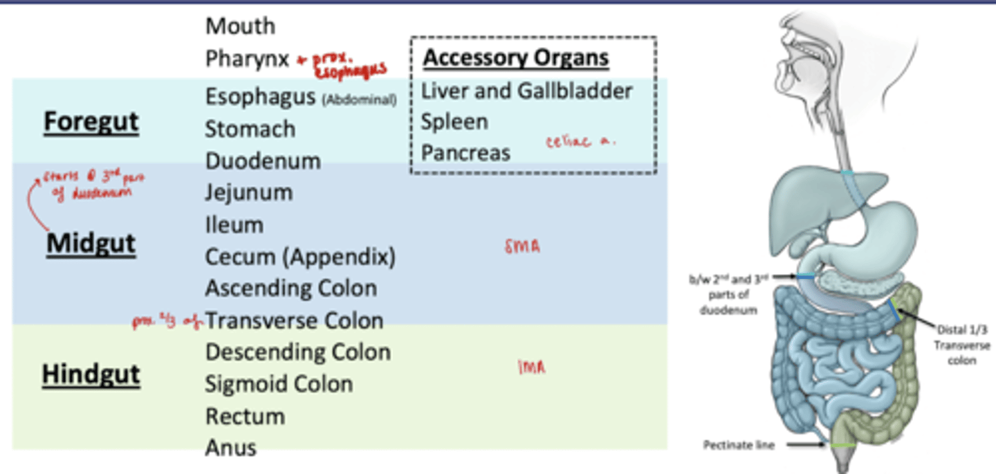<p>Distal 1/3 of Duodenum</p><p>Jejunum</p><p>Ileum</p><p>Cecum (appendix)</p><p>Ascending Colon</p><p>prox 2/3 Transverse Colon</p>