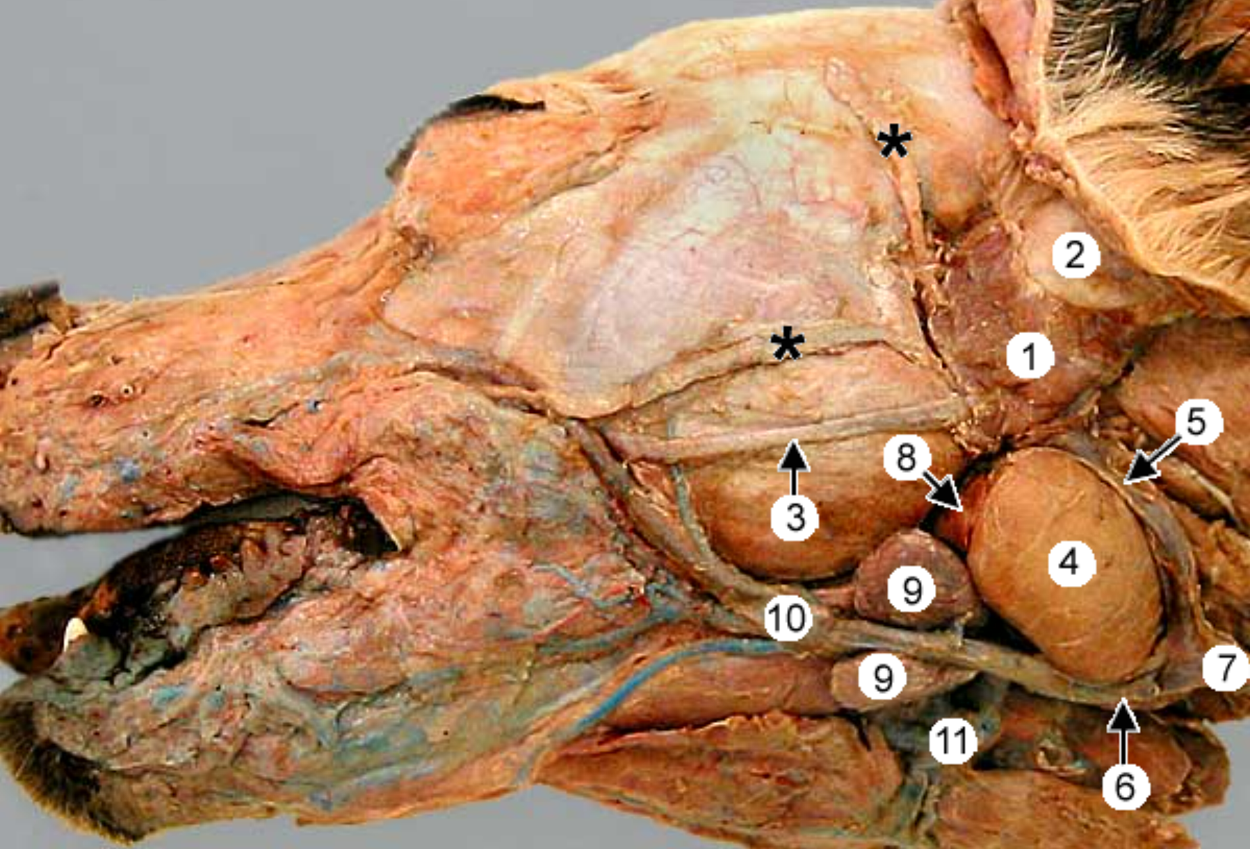 <p>label the salivary glands: 1, 4 (anine head split in half)</p>