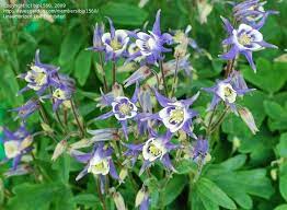 Blue columbine