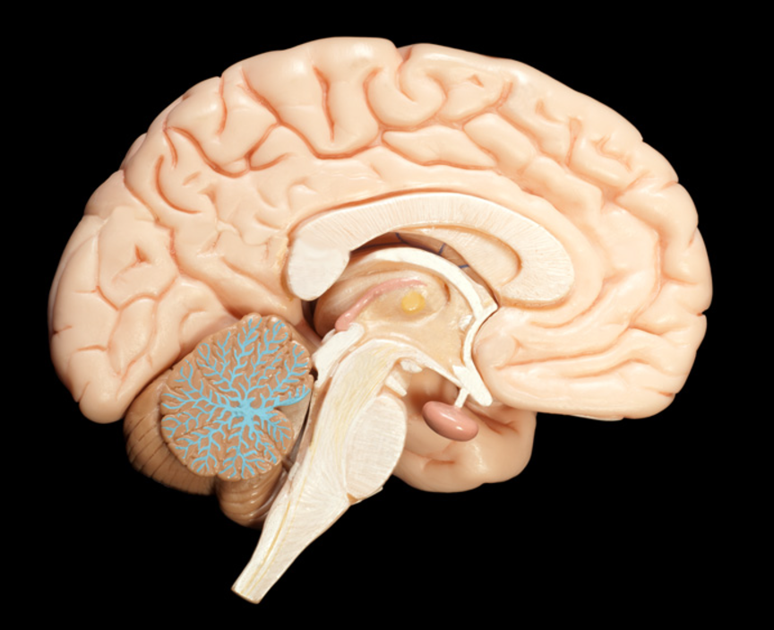 <p>what are the Anterior Veins of the cerebellum</p>